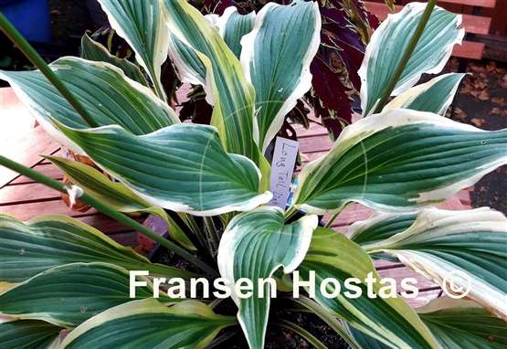 Hosta Long Tail Lights